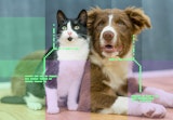 An AI scans an image and highlights the cat and dog in it.